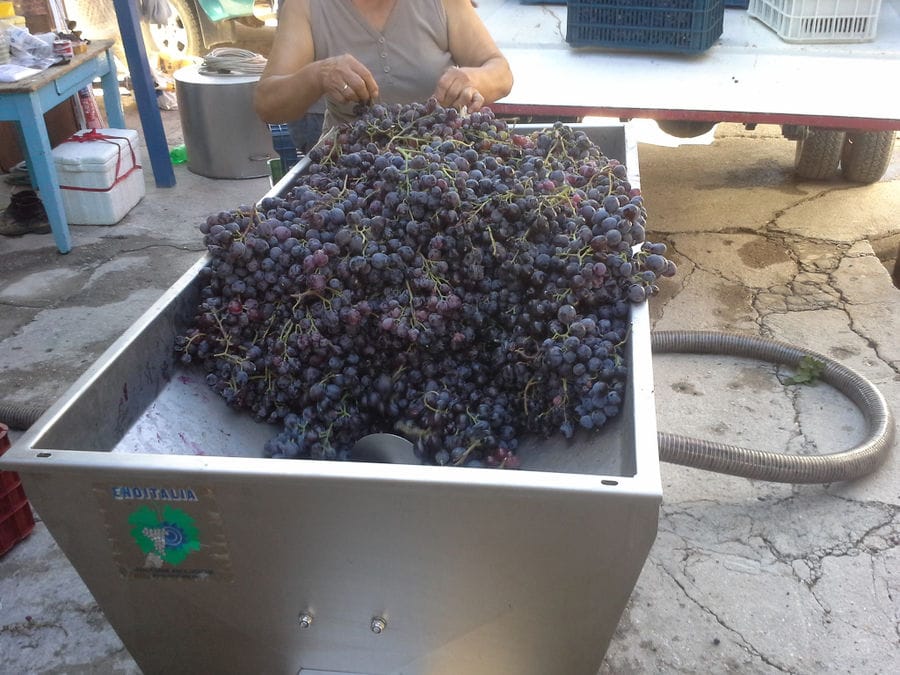 woman selecting white grapes on conveyor belt at Liepouris Winery facilities